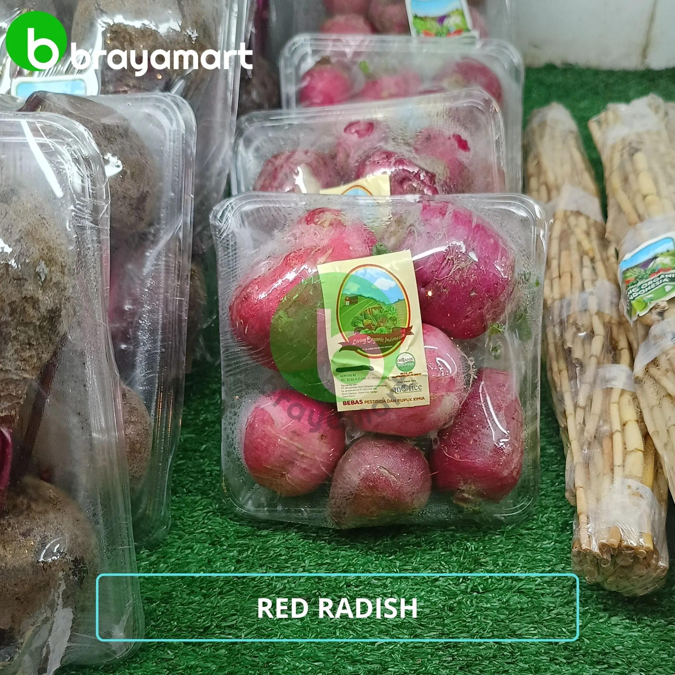 living org red radish