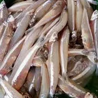 Ikan Wilis (100 Gram)