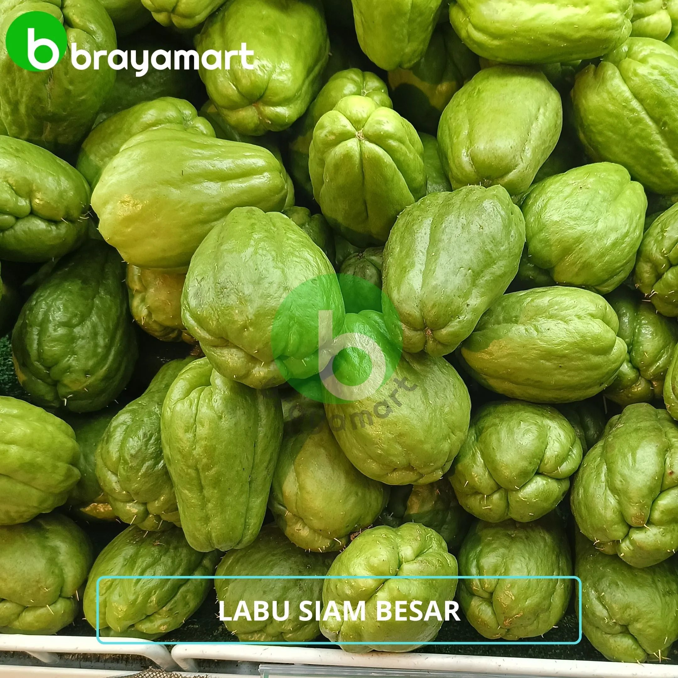 labu siam besar