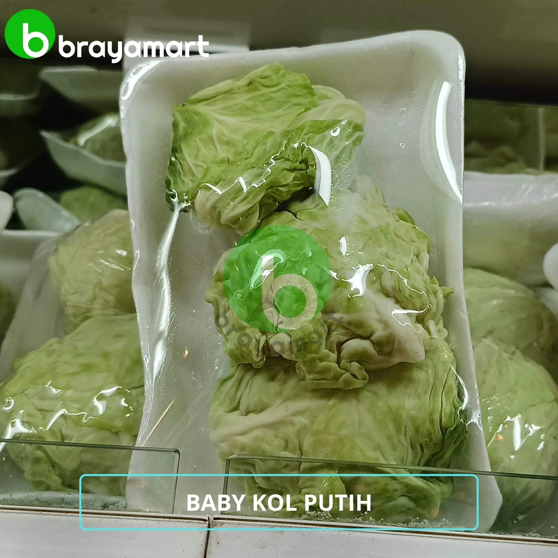 baby kol putih