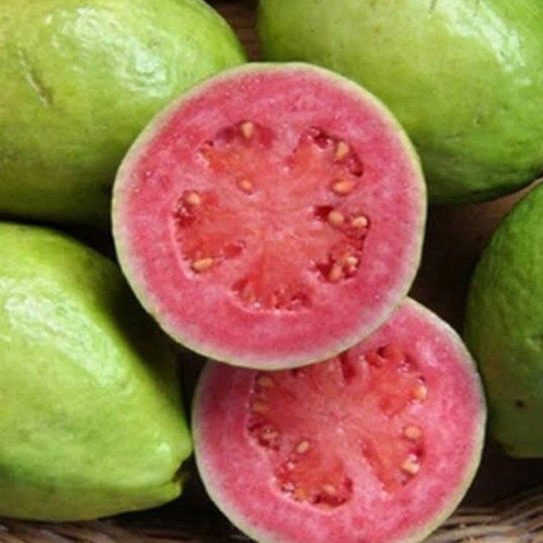 'Jambu biji merah 1kg'