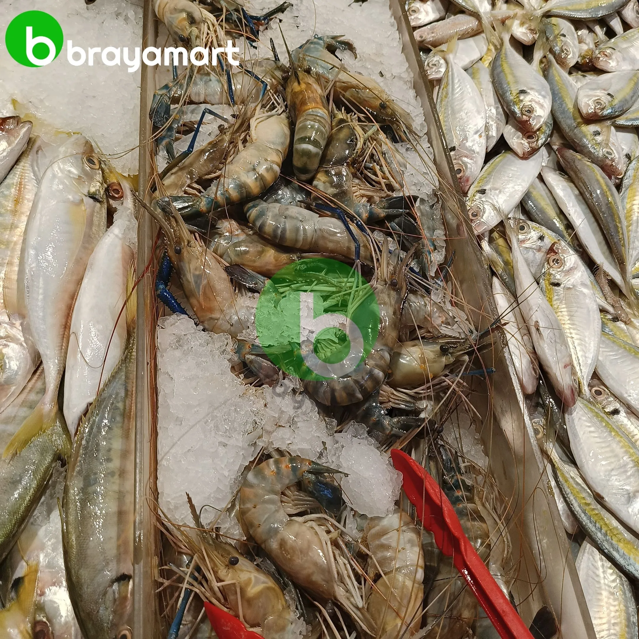 udang galah sedang