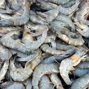 Udang Tambak (100 Gram)