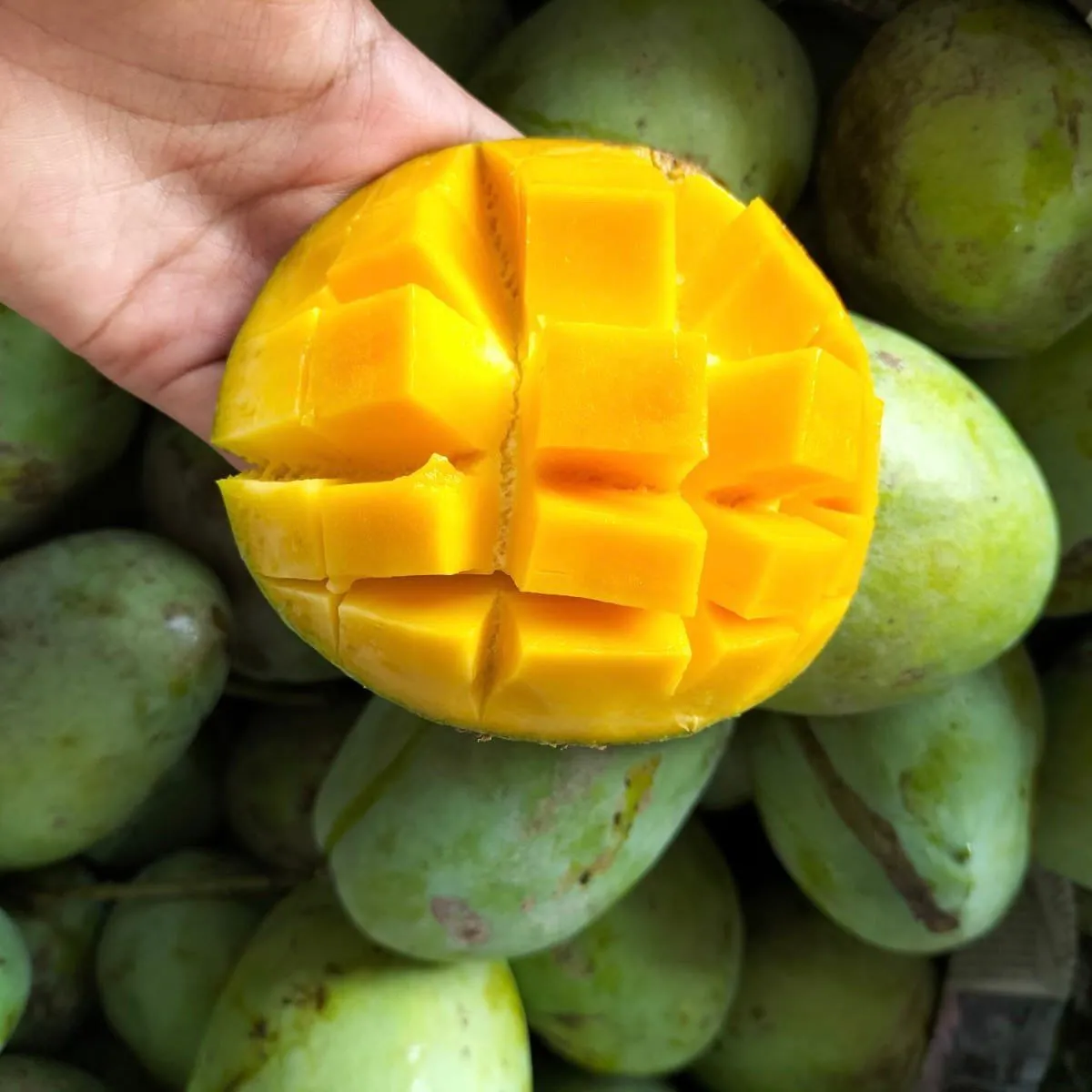 Mangga Madu (100 Gram)