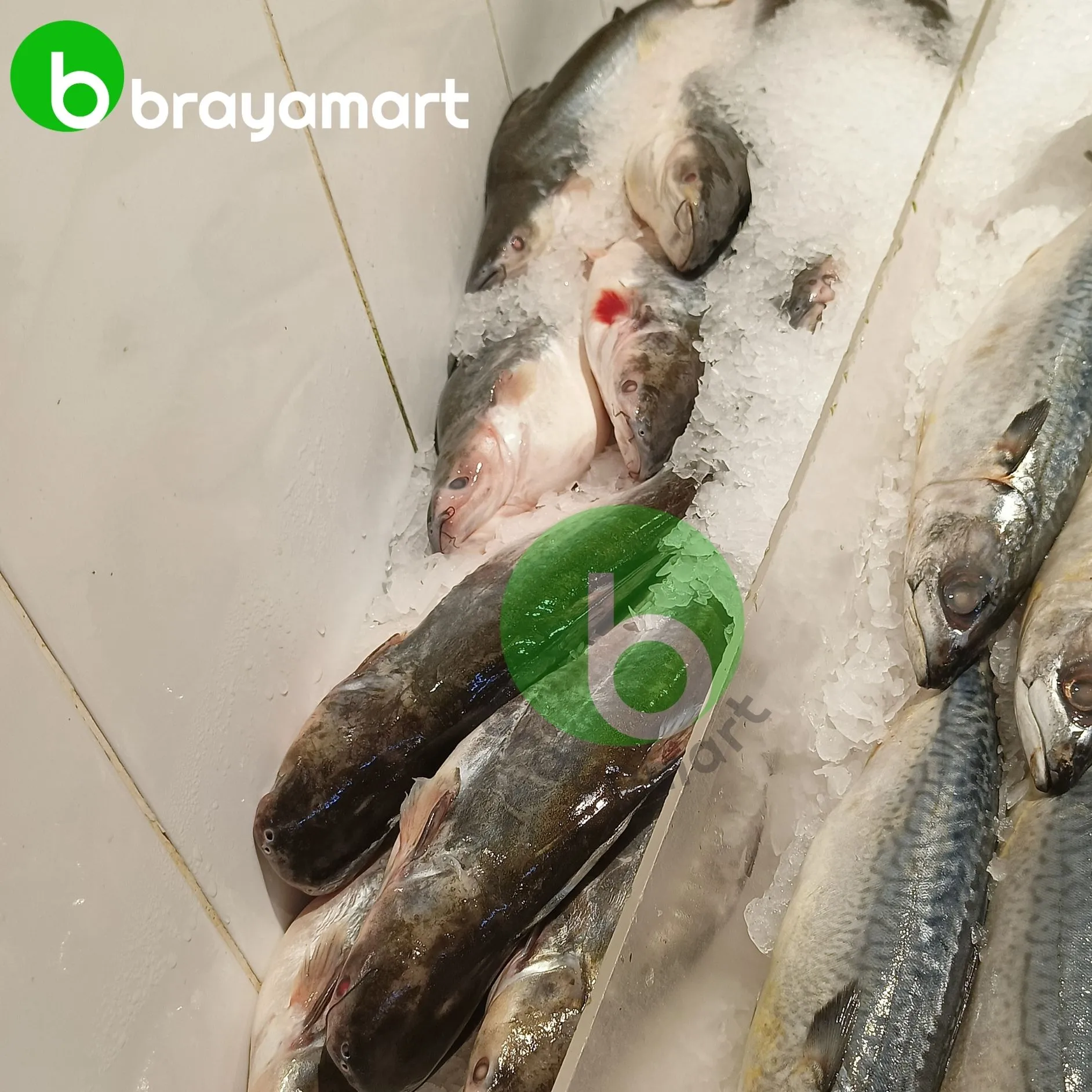 ikan patin