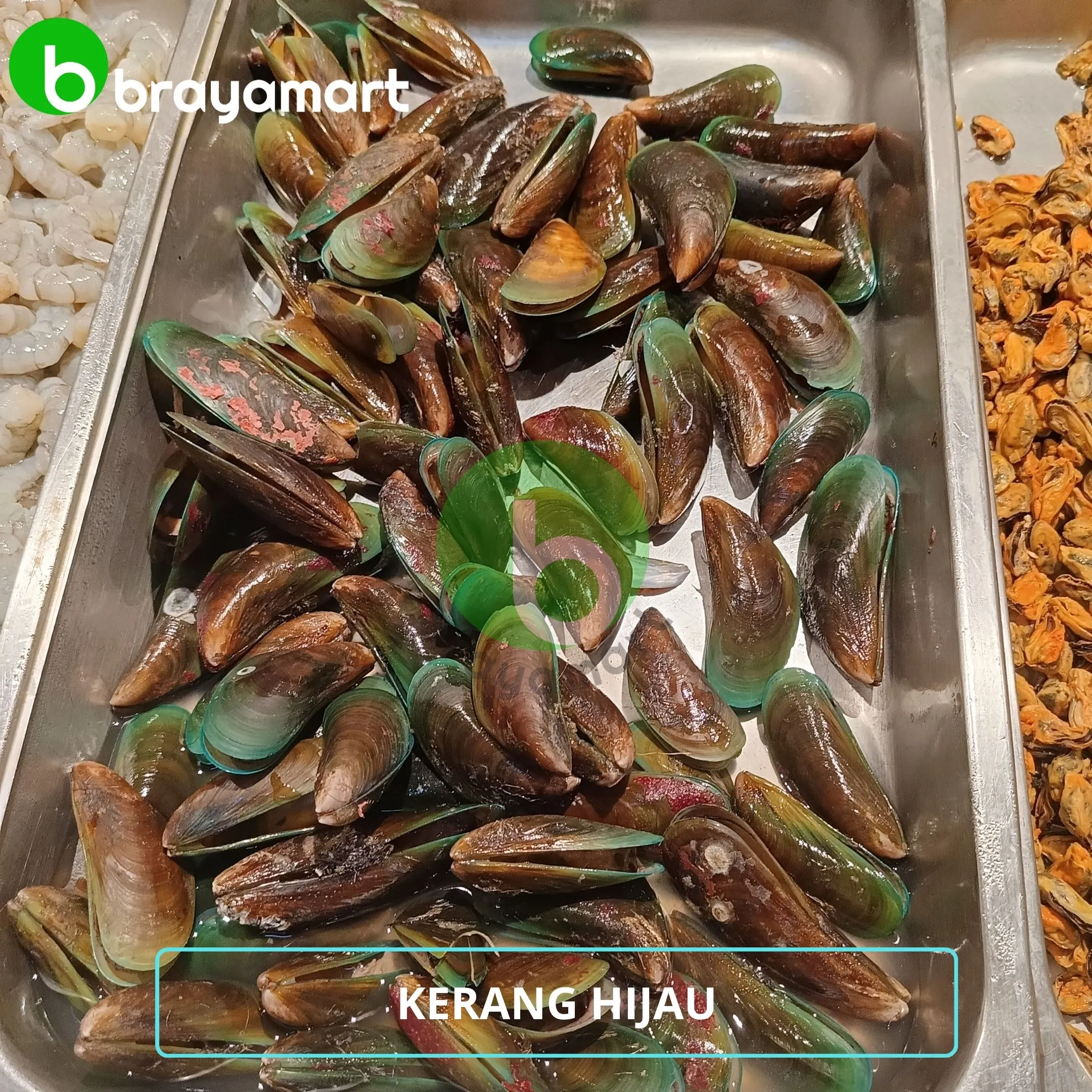 kerang hijau