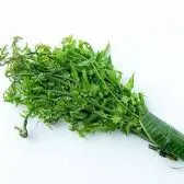 DAUN PAKIS