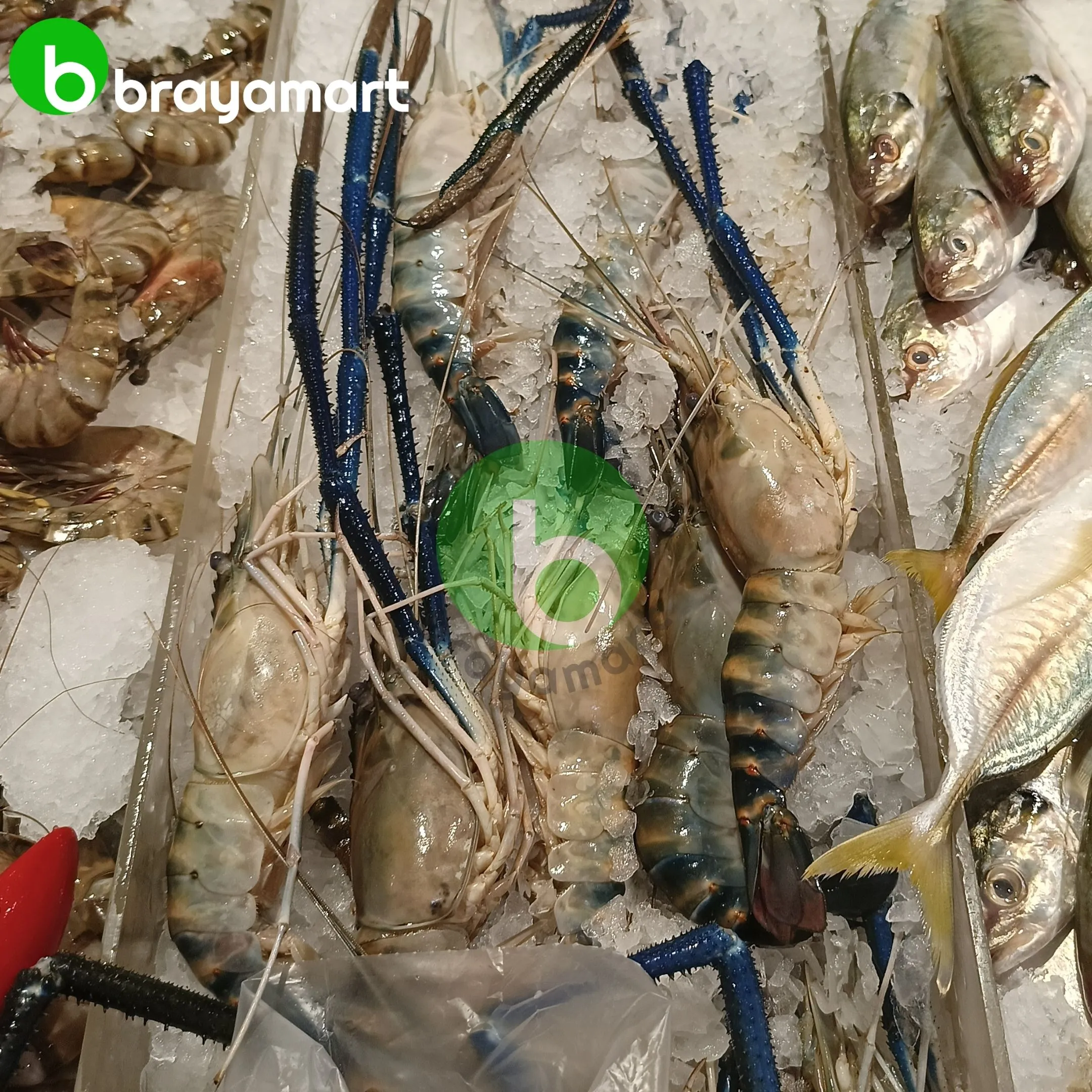 udang galah besar