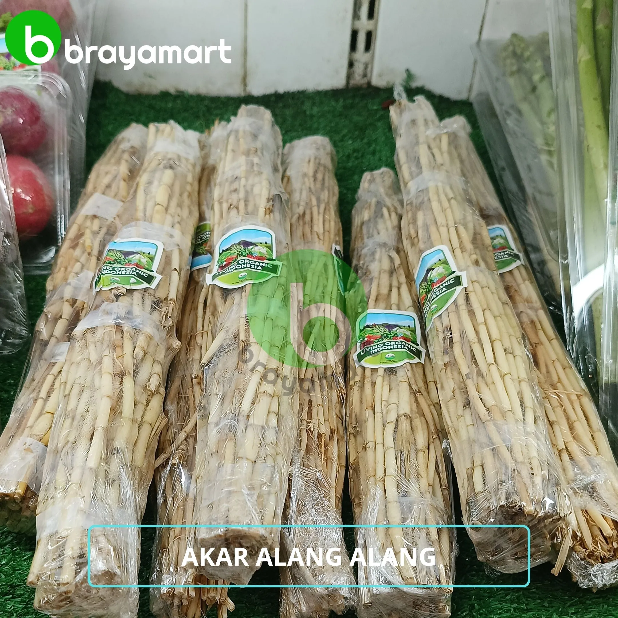 living org akar alang alang