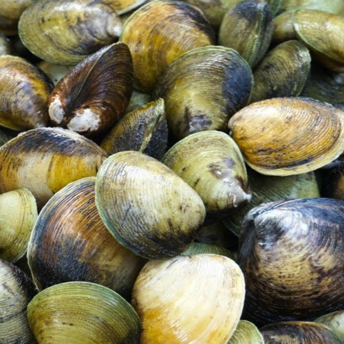 'Kerang Totok 1kg'