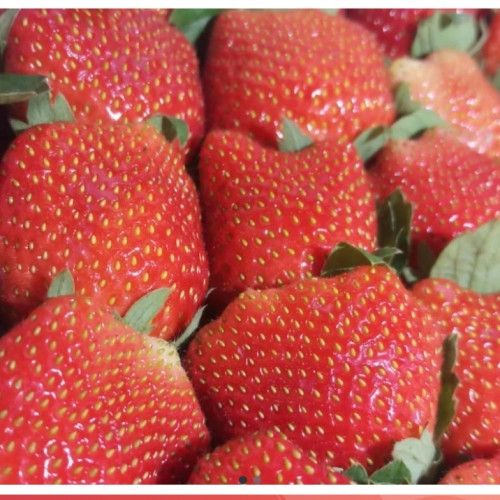 'Buah Strawberry Segar 1 KG'