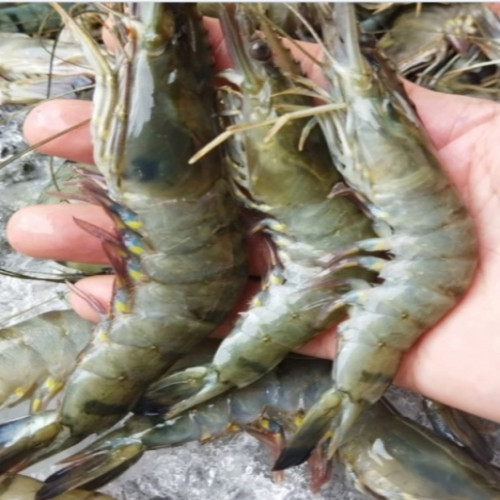 'Udang Tambak Ukuran 40  500gr'