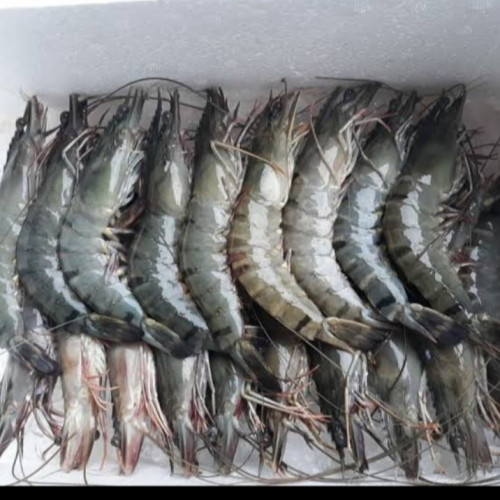 'Udang Tiger Ukuran 30  1 KG'