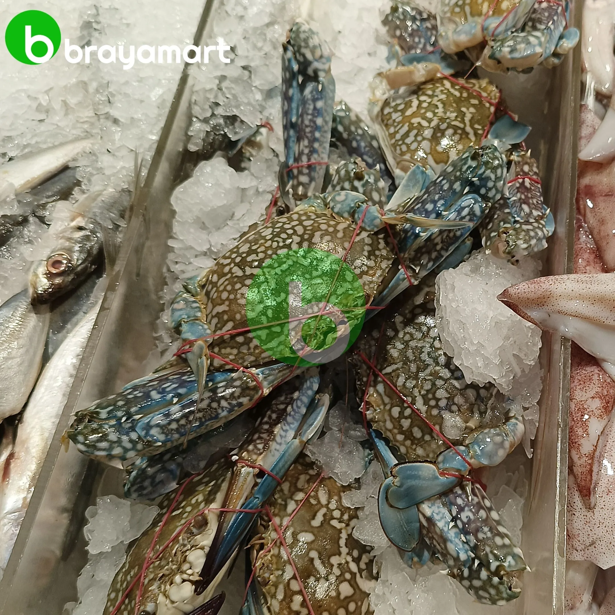 kepiting rajungan