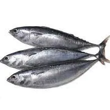 Ikan Tongkol (1 Kg )