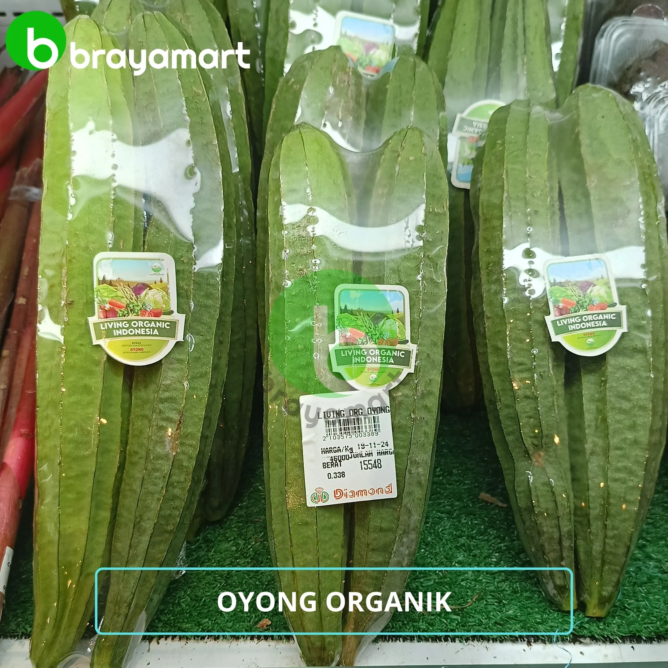 'living org oyong'