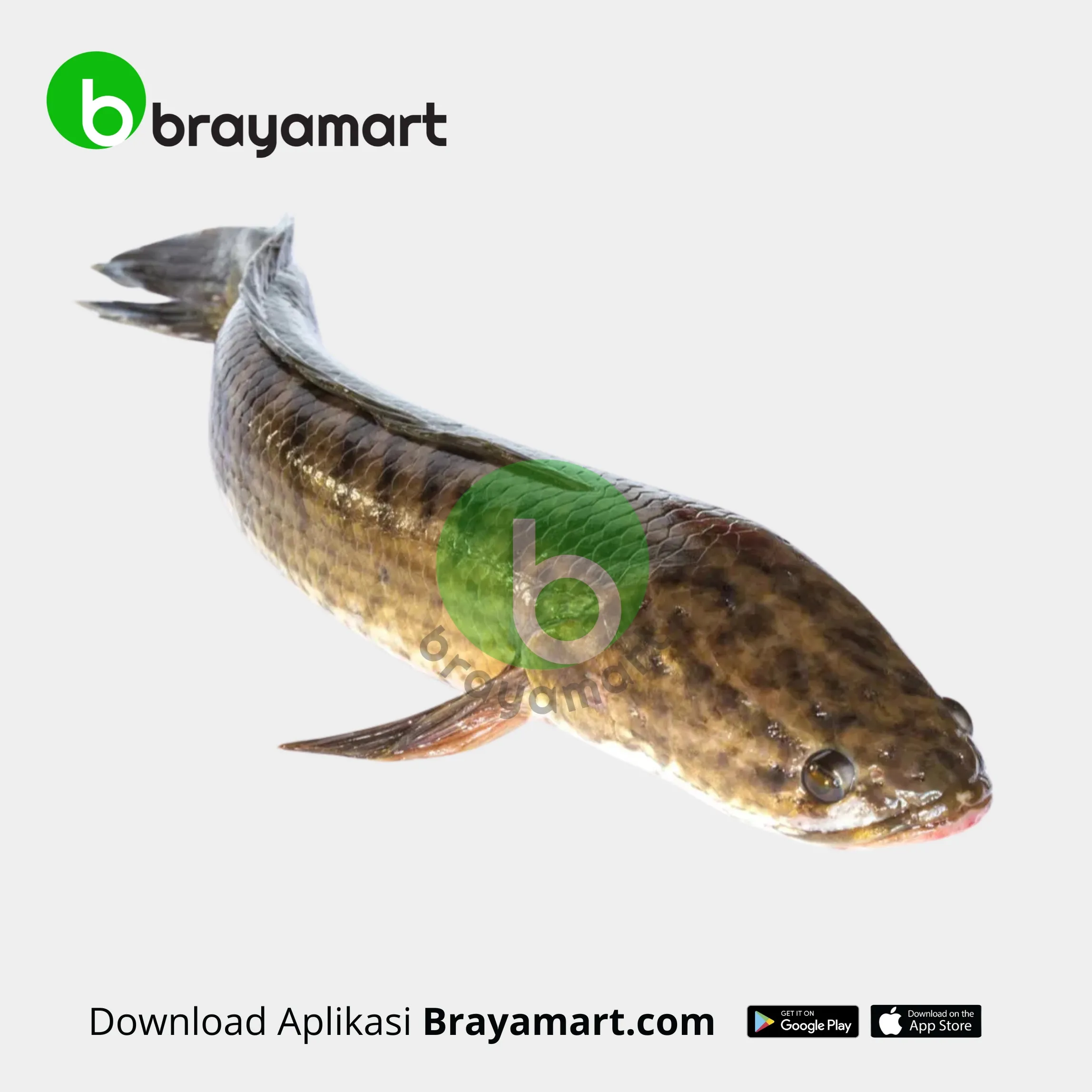 Ikan Gabus (1 Kg)