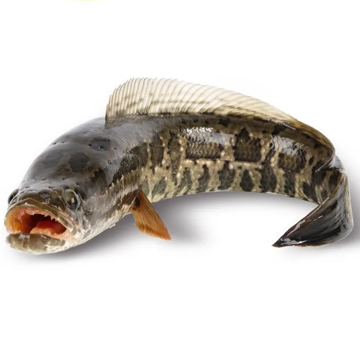 Ikan Gabus (1 Kg)