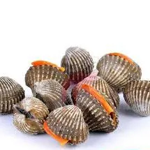 'Kerang Dara (1 Kg)'