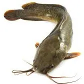 Fresh Catfish (1 kg)