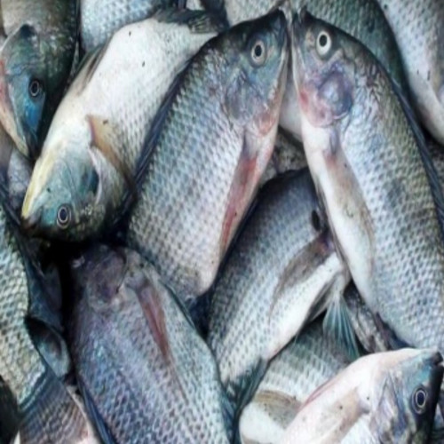 'Ikan Mujair 1kg'