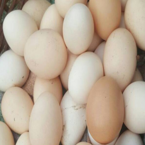 Telur ayam kampung 1 butir