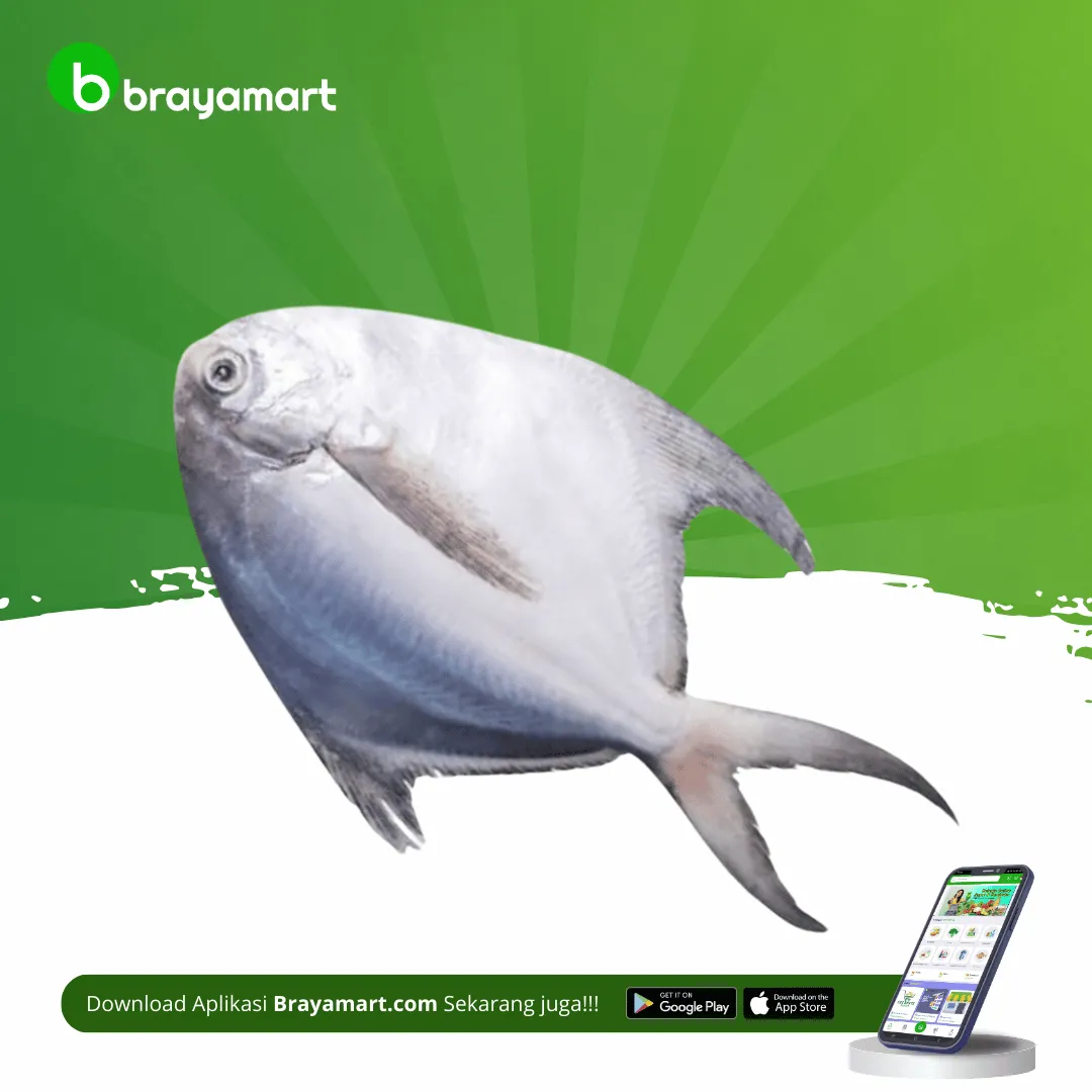 Ikan Bawal Putih