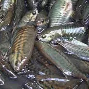 Ikan Sepat (1 Kg)