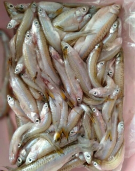 Ikan Seluang (250 gr)
