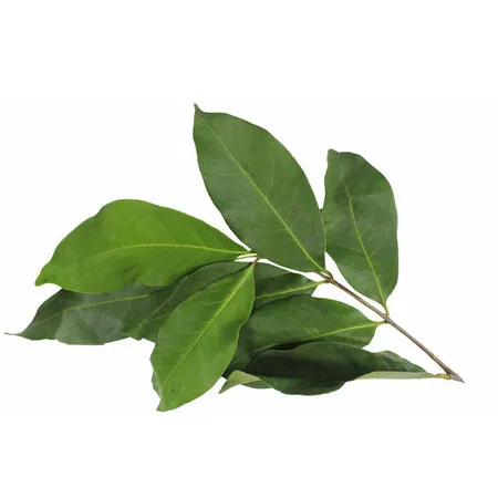 Bay Leaves (1 Bunch)