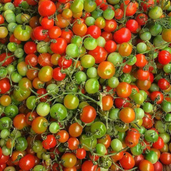 Cung Tomato (100 gr)