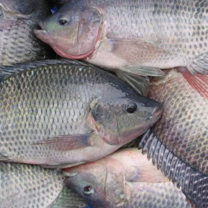 Fresh Tilapia Fish (1 kg)