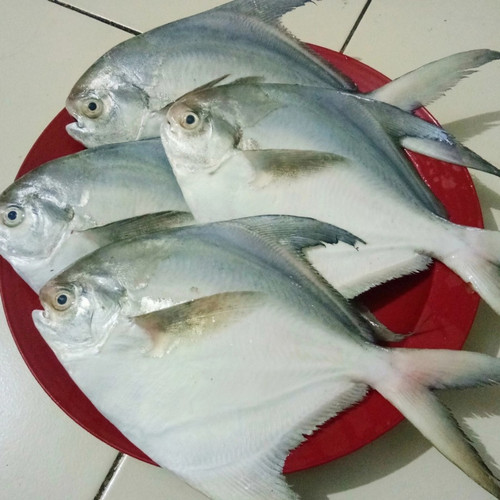 Ikan Bawal Putih (500 gr)