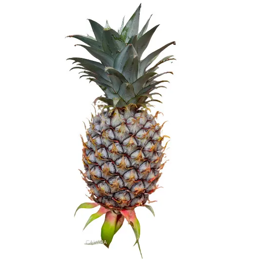 Pineapple Vegetable 1 Piece