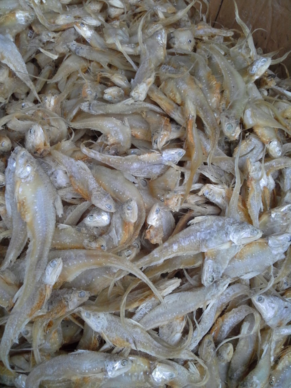 'Ikan Asin Bulu Ayam (100 gr )'