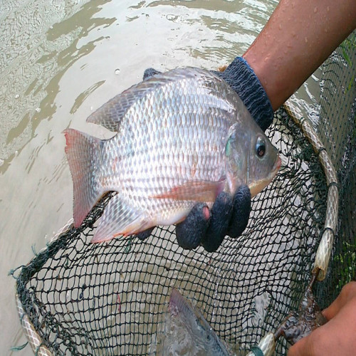 Ikan Nila Segar (1 kg)