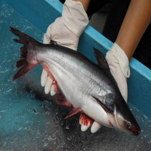 'Ikan Patin (1 kg)'