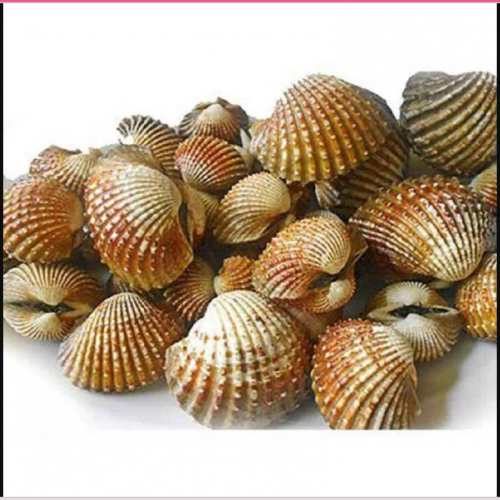 'Kerang Dara (1 Kg)'