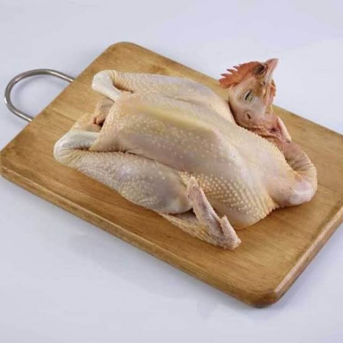 Ayam Pejantan ( 1 ekor )