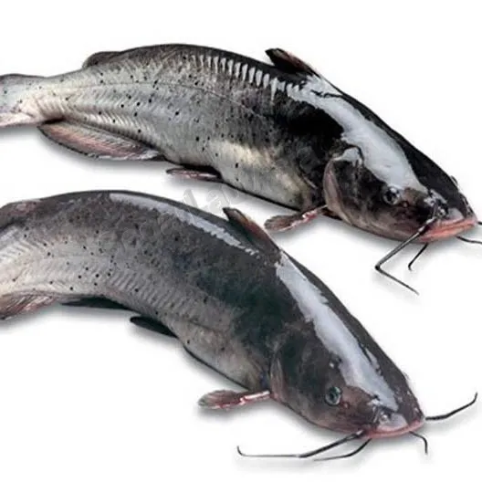 Baung River Fish