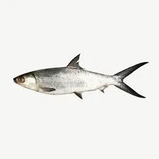 Milkfish 1 KG