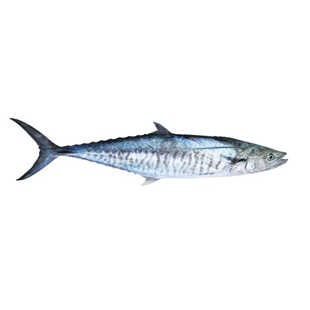 Ikan Tenggiri (1 Kg)