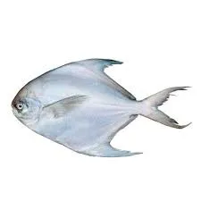 White Pomfret Fish (500 gr) - White Pomfret Fish (500 gr)