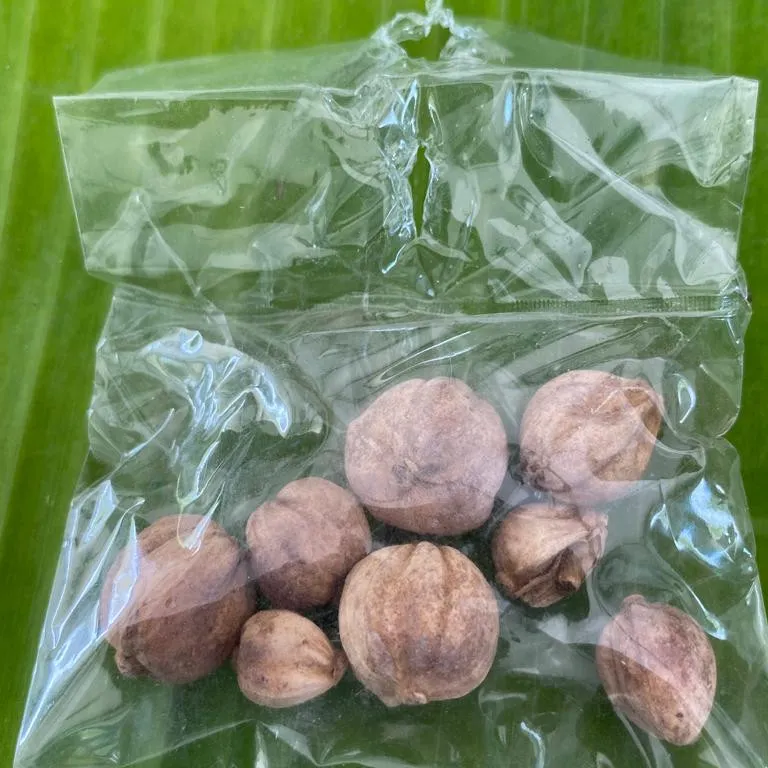 Kapulaga (1 Pcs)