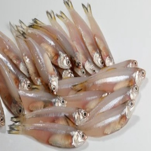 Ikan Wilis (250 gr )